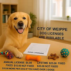 Yellow Labrador retriever with dog toys